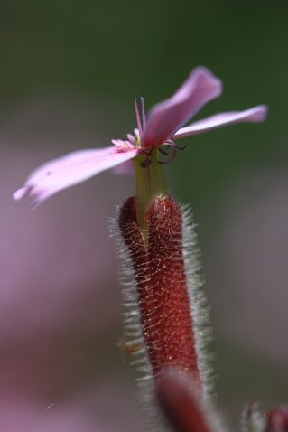 Saponaria ocymoides - Saponaire de Montpellier