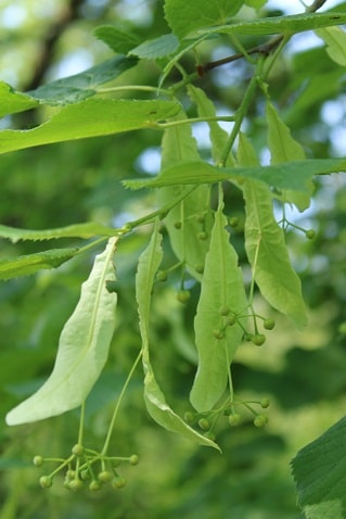 Tilia platyphyllos - Tilleul à larges feuilles